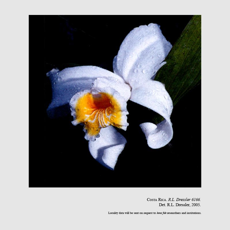 Sobralia chrysostoma